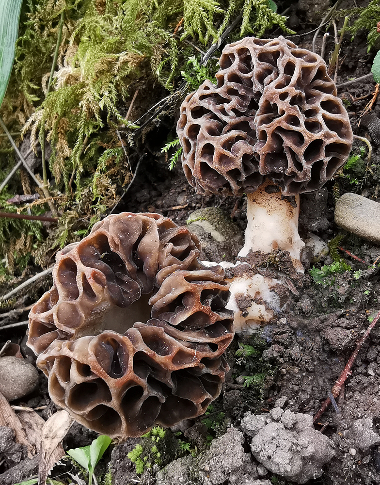 Morchella vulgaris