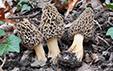 Morchella vulgaris