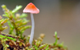 Mycena adonis