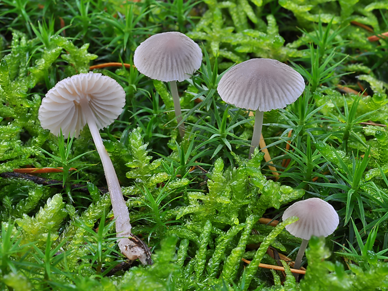 Mycena alcalina