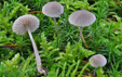 Mycena alcalina