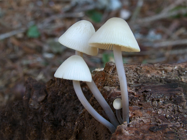 Mycena arcangeliana