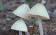 Mycena arcangeliana