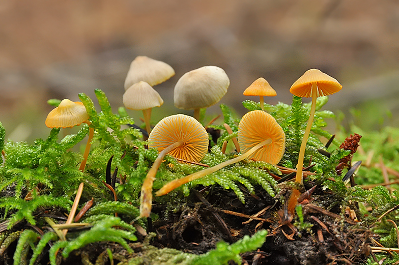 Mycena aurantiomarginata