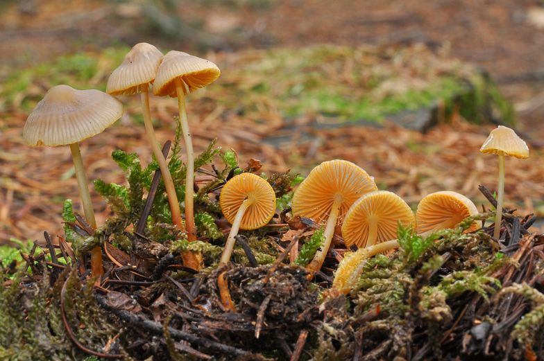 Mycena aurantiomarginata