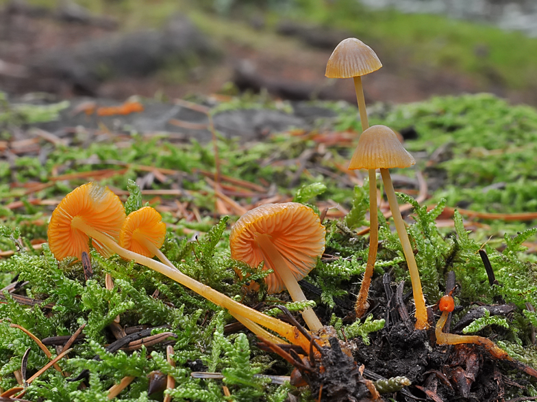 Mycena aurantiomarginata