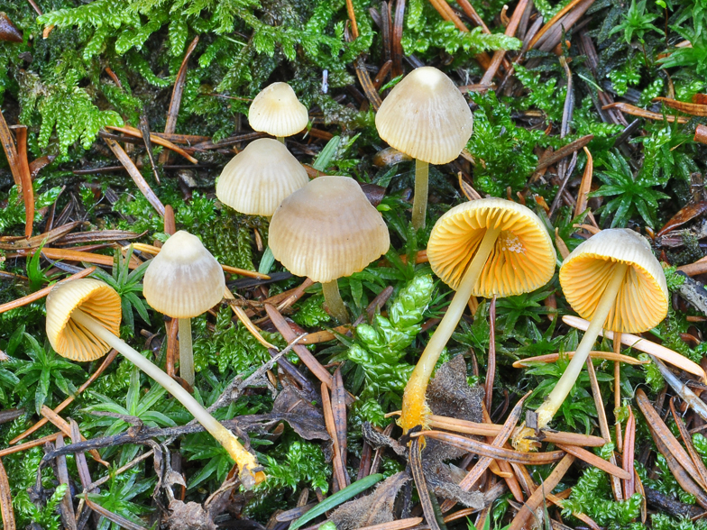 Mycena aurantiomarginata