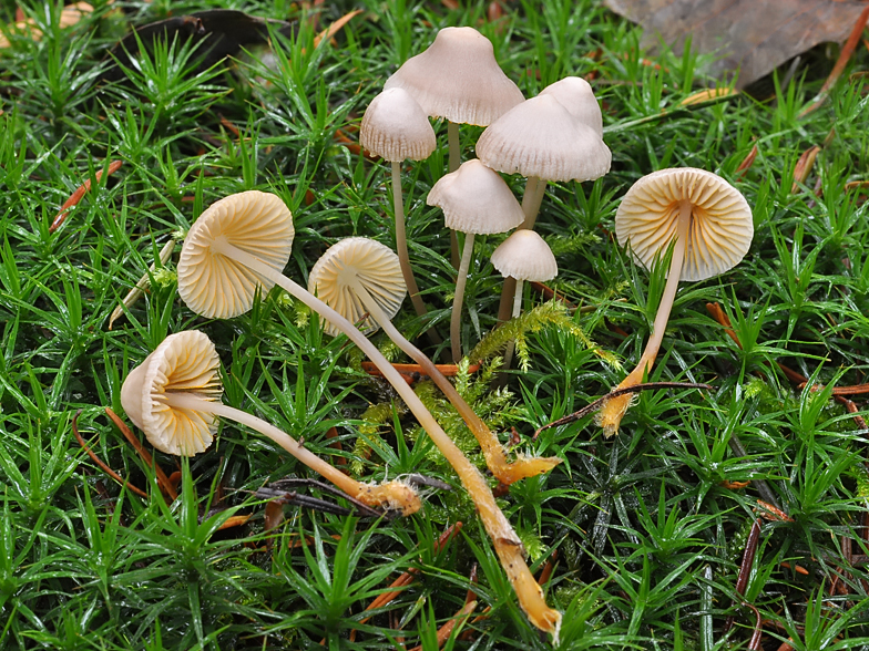 Mycena aurantiomarginata