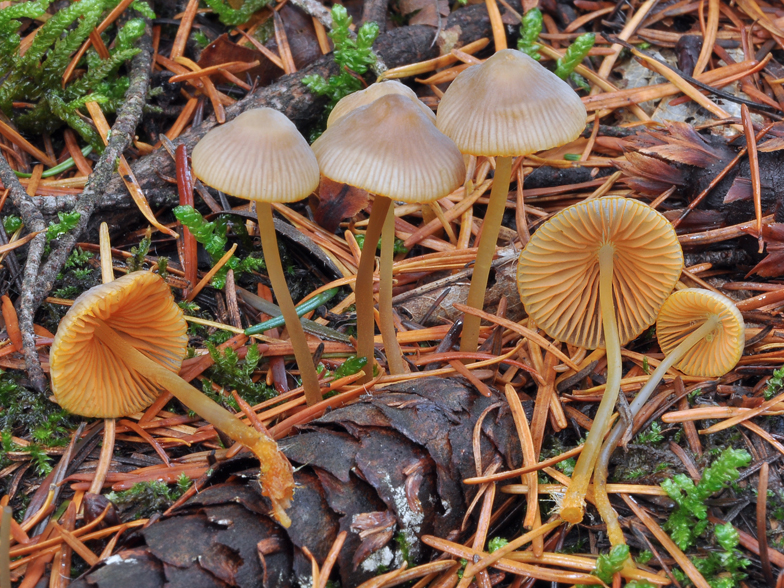 Mycena aurantiomarginata