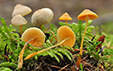 Mycena aurantiomarginata