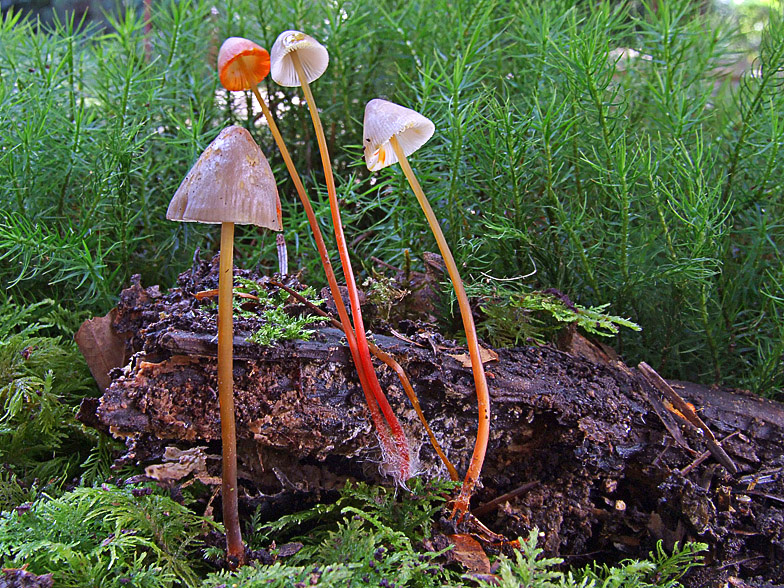 Mycena crocata