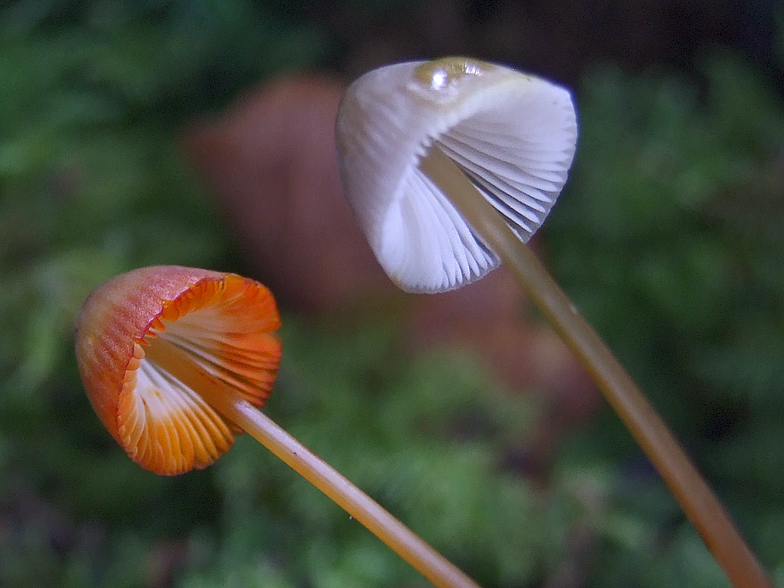 Mycena crocata