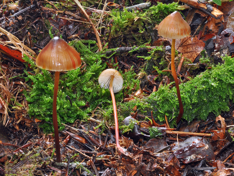 Mycena crocata