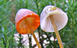 Mycena crocata