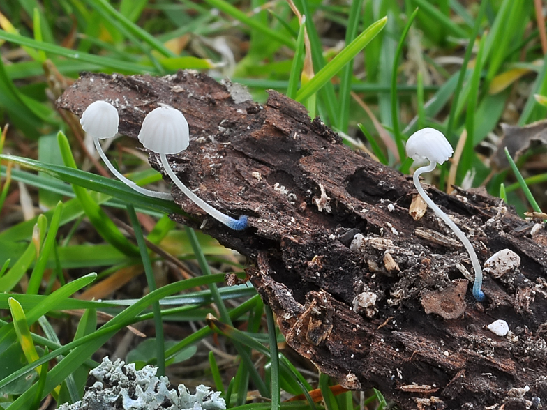 Mycena cyanorrhiza