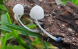 Mycena cyanorrhiza