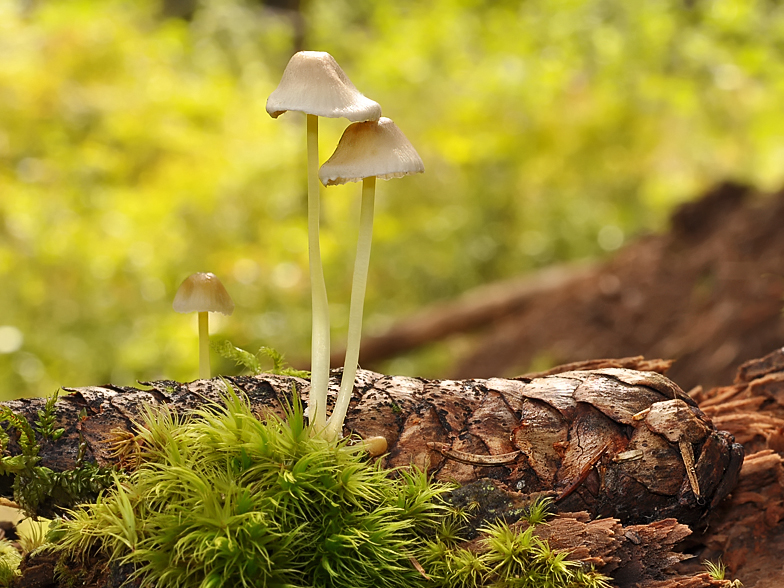 Mycena_epipterygia