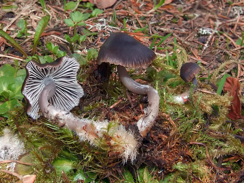 Mycena flos-nivium