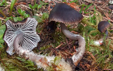 Mycena flos-nivium