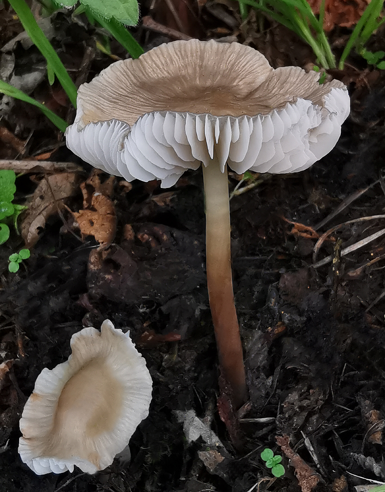 Mycena galericulata