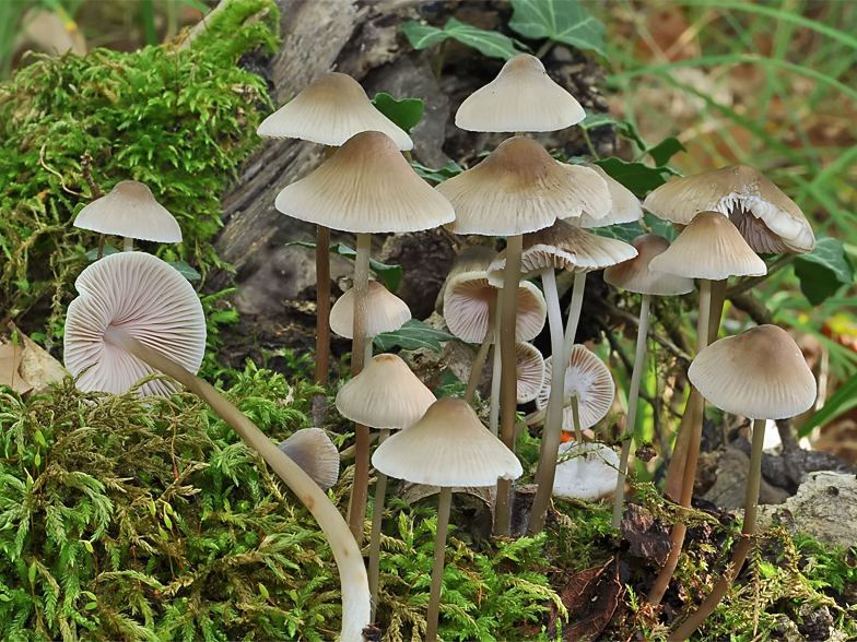 Mycena galericulata