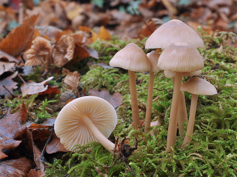 Mycena galericulata