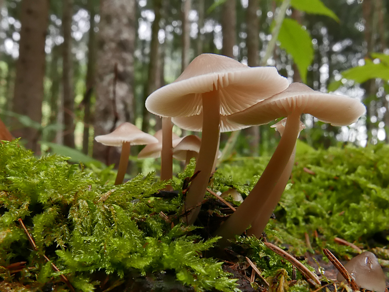 Mycena galericulata