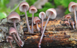 Mycena haematopus