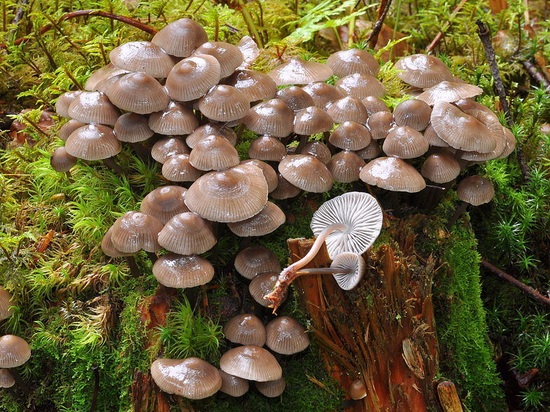 Mycena maculata