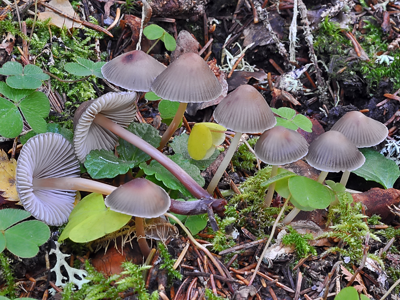 Mycena maculata