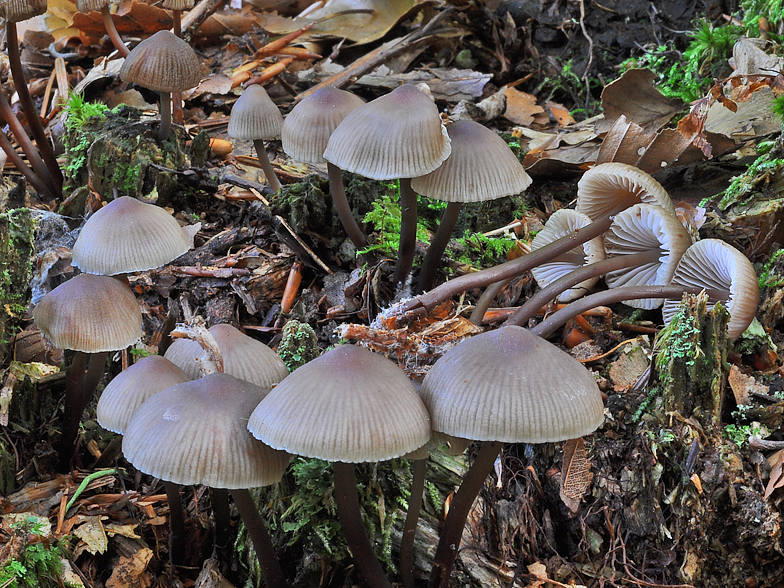 Mycena maculata