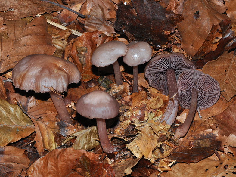 Mycena pelianthina