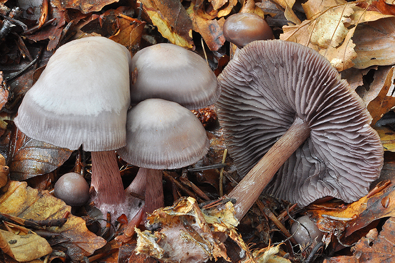 Mycena pelianthina