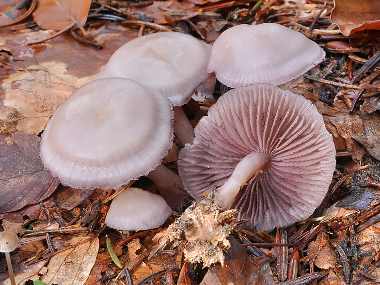 Mycena pelianthina