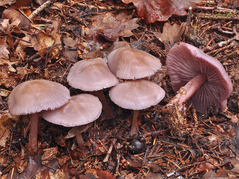 Mycena pelianthina