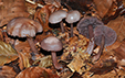 Mycena pelianthina