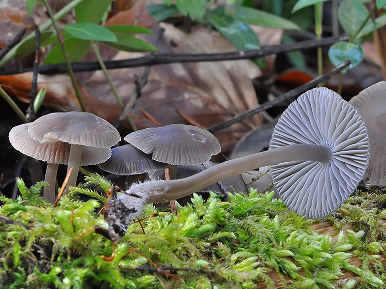 Mycena plumipes