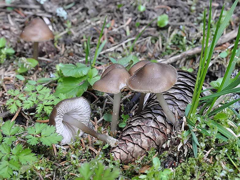 Mycena plumipes