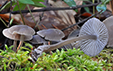 Mycena plumipes