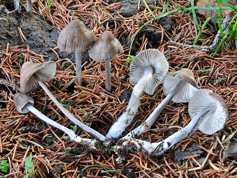 Mycena polygramma