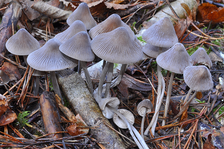 Mycena polygramma