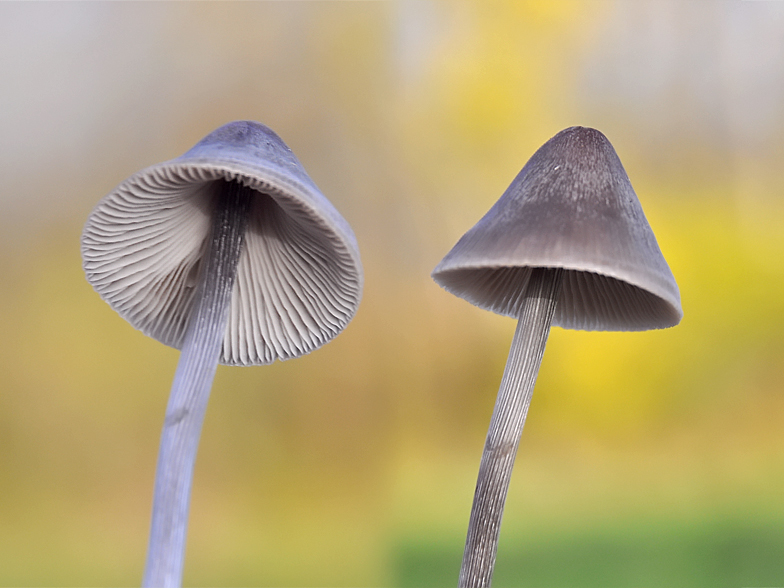 Mycena polygramma