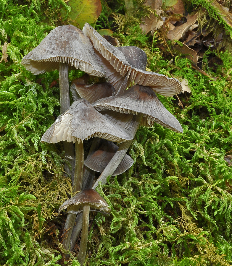 Mycena polygramma