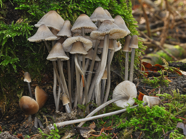 Mycena polygramma