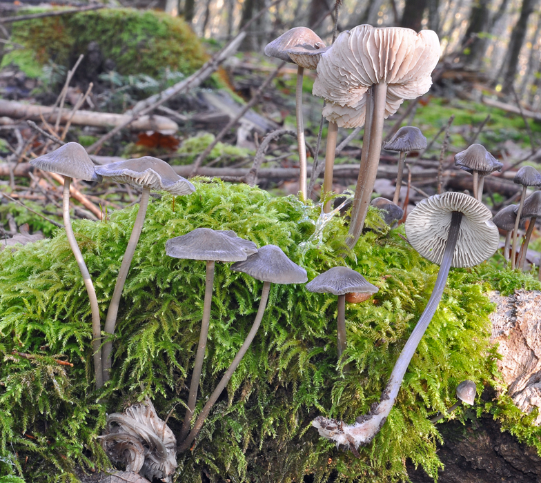 Mycena polygramma