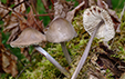 Mycena polygramma