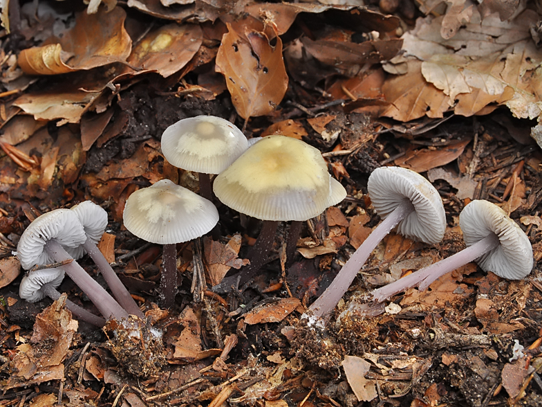 Mycena pura var lutea