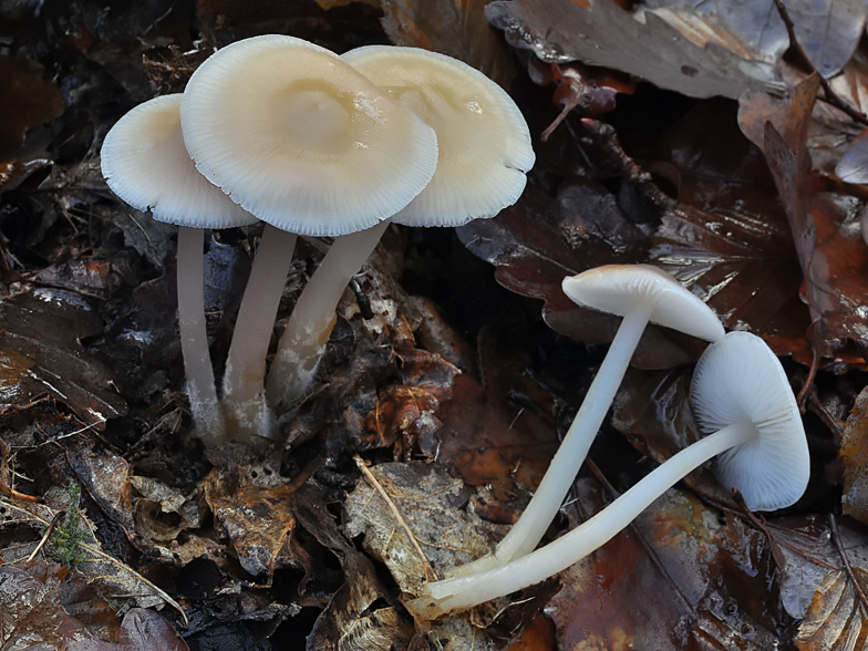 Mycena pura var. lutea Chancy