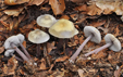 Mycena pura fo lutea