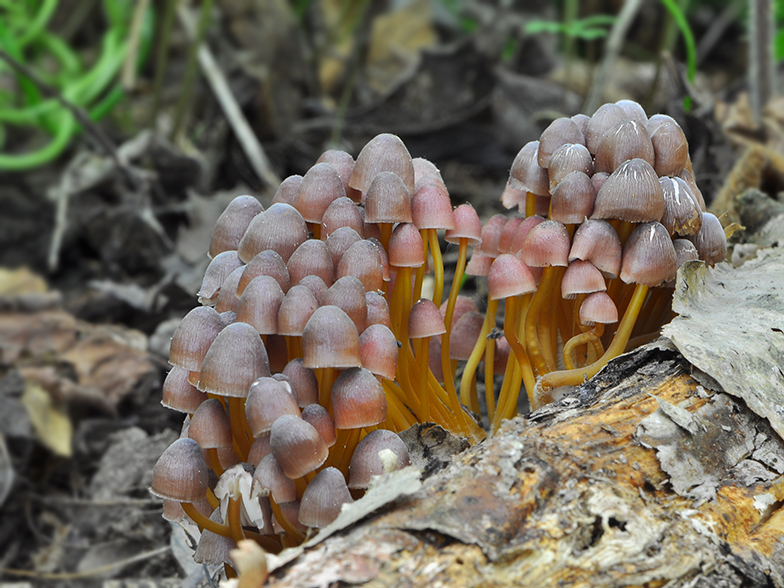 Mycena renati